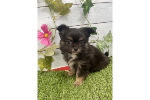販売中の茨城県のミックス犬-383312の3枚目