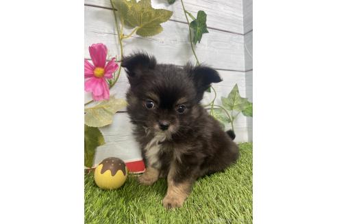 販売中の茨城県のミックス犬-383312の2枚目