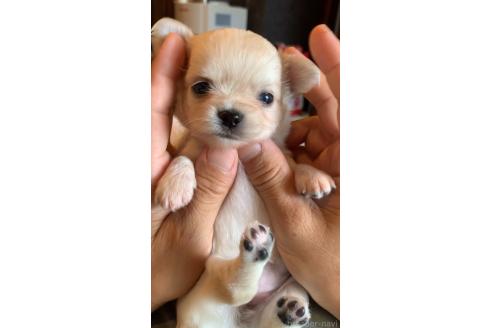 アリスちゃん1枚目