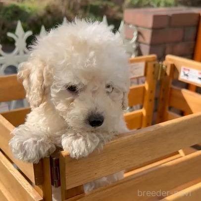 商談中の埼玉県のトイプードル-383391