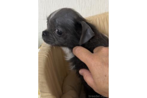 成約済の山口県のチワワ(ロングコート)-370034の1枚目