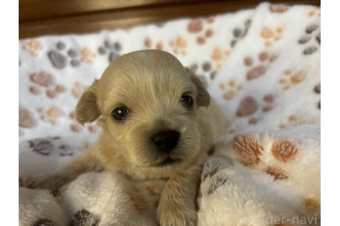 成約済の鹿児島県のミックス犬-383448の12枚目