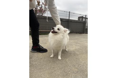 マイちゃん1枚目