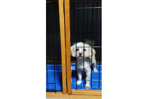 販売中の栃木県のマルプー:マルチーズ×トイプードル-360392