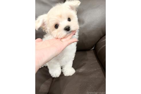 販売中の福岡県のミックス犬-380060の4枚目