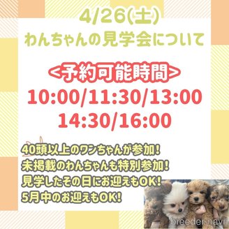成約済の神奈川県のミニチュアダックスフンド(ロングヘアード)-383087の3枚目