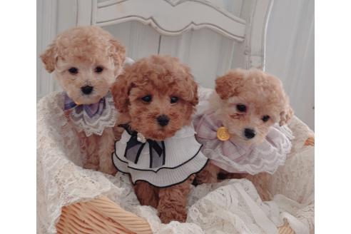 販売中の茨城県のタイニープードル-383226の10枚目