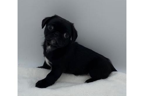 販売中の静岡県のミックス犬-383249の4枚目