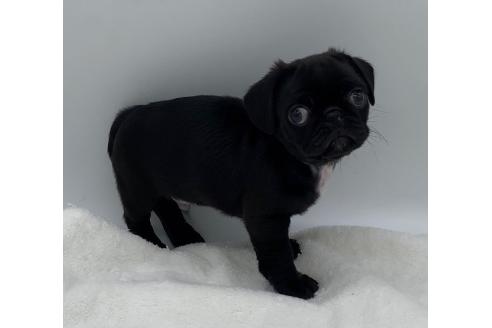 販売中の静岡県のミックス犬-383249の2枚目