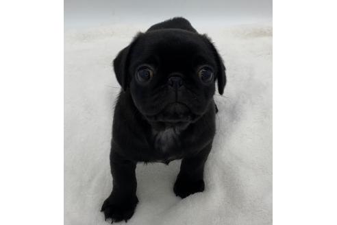 販売中の静岡県のミックス犬-383250の4枚目