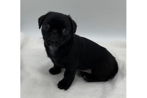 販売中の静岡県のミックス犬-383250の3枚目