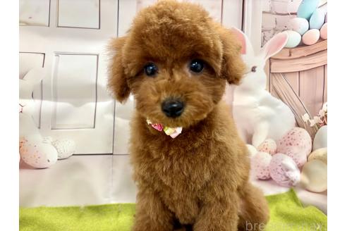 成約済の栃木県のトイプードル-375823の1枚目