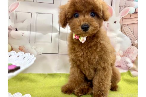 成約済の栃木県のトイプードル-375823の9枚目
