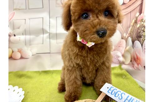 成約済の栃木県のトイプードル-375823の7枚目