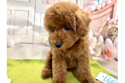 成約済の栃木県のトイプードル-375823の4枚目