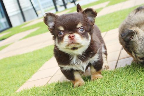 成約済の京都府のチワワ(ロングコート)-383473の4枚目