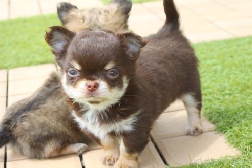 成約済の京都府のチワワ(ロングコート)-383473の3枚目