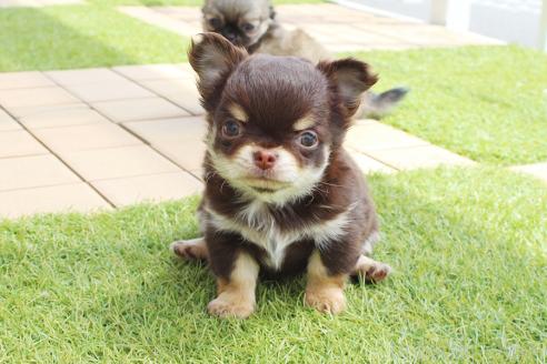 成約済の京都府のチワワ(ロングコート)-383473の2枚目