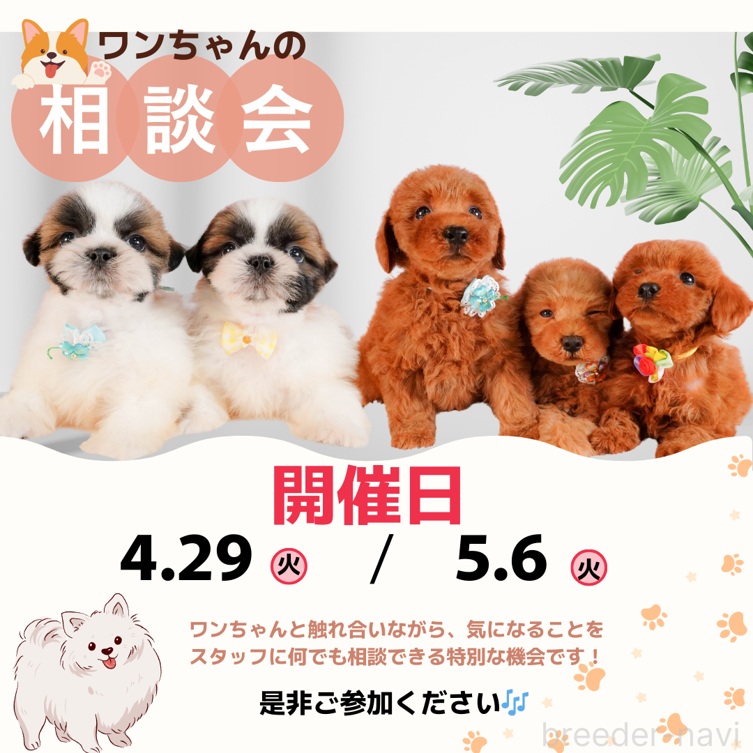 成約済の静岡県のトイプードル-377041の3枚目