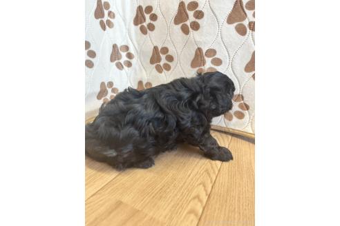 成約済の栃木県のマルプー:マルチーズ×トイプードル-383488の4枚目