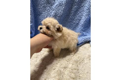 成約済の山形県のマルプー:マルチーズ×トイプードル-378947の4枚目