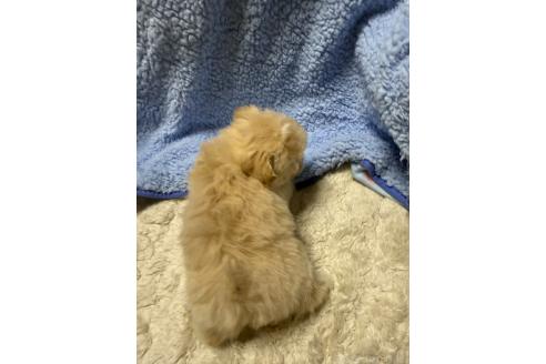 成約済の山形県のマルプー:マルチーズ×トイプードル-378947の3枚目