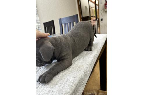 販売中の千葉県のアメリカンブリー-382126の7枚目