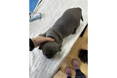 販売中の千葉県のアメリカンブリー-382126の6枚目