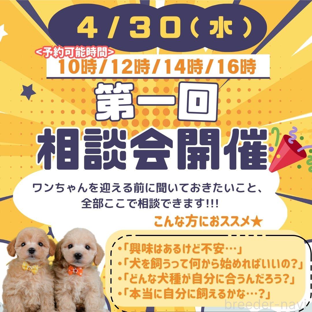 成約済の神奈川県のチワワ(スムースコート)-379626の3枚目