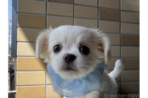 販売中の埼玉県のミックス犬-377176の4枚目