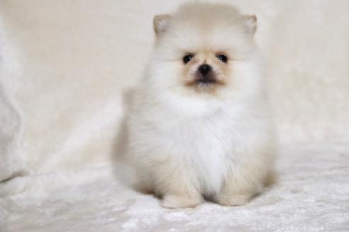 販売中の滋賀県のポメラニアン-381066の12枚目