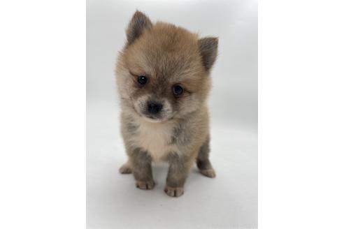 成約済の千葉県のミックス犬-383563の11枚目