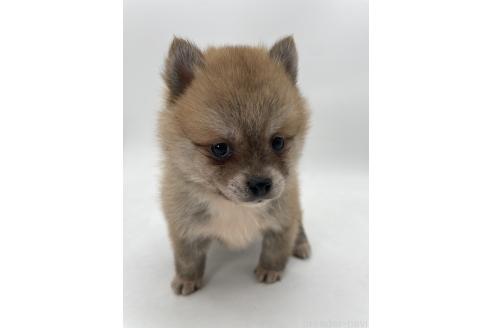 成約済の千葉県のミックス犬-383563の8枚目