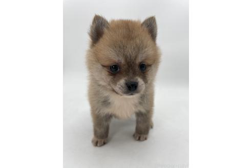 成約済の千葉県のミックス犬-383563の7枚目