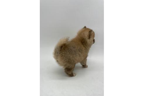 成約済の千葉県のミックス犬-383563の2枚目