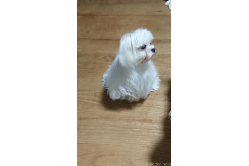 販売中の栃木県のマルシーズー:マルチーズ×シーズー-365298