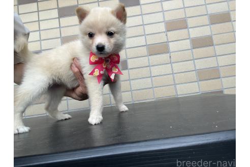 販売中の埼玉県のミックス犬-382010の8枚目
