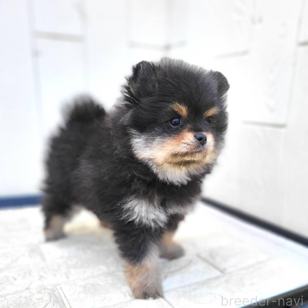 成約済の茨城県のポメラニアン-383575の18枚目