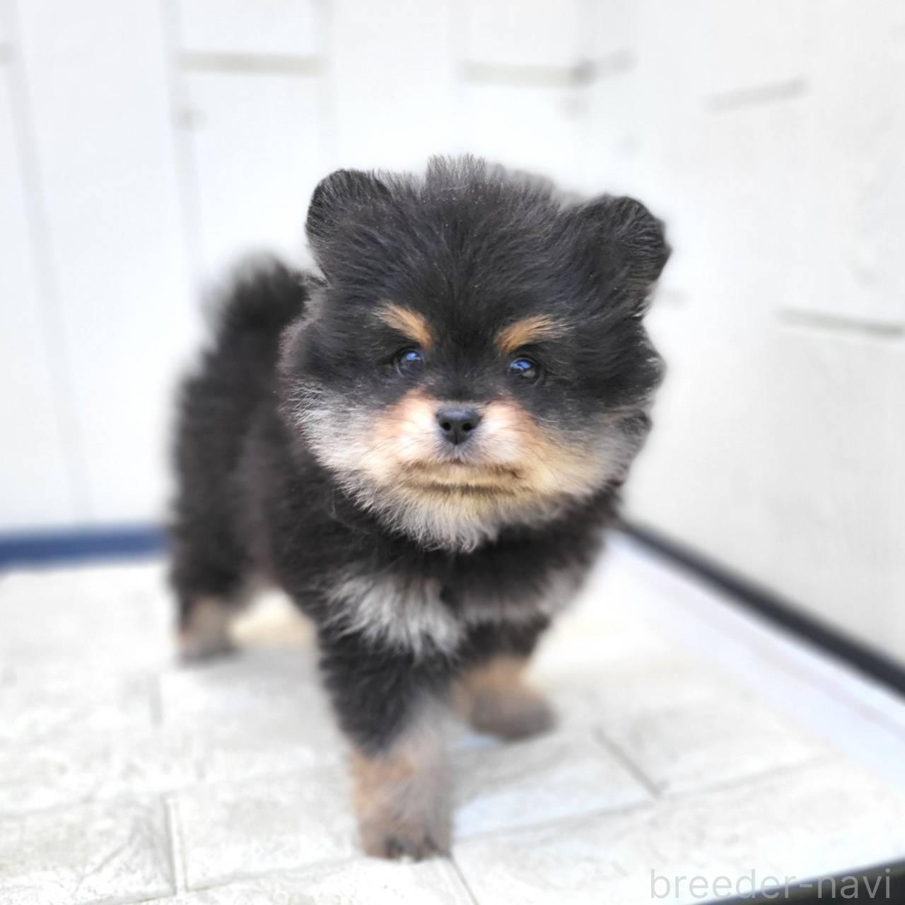 成約済の茨城県のポメラニアン-383575の17枚目