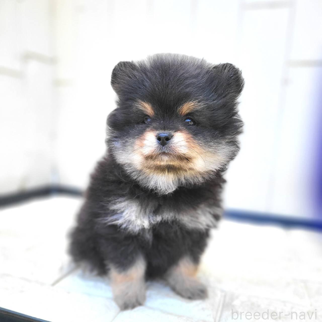 成約済の茨城県のポメラニアン-383575の16枚目