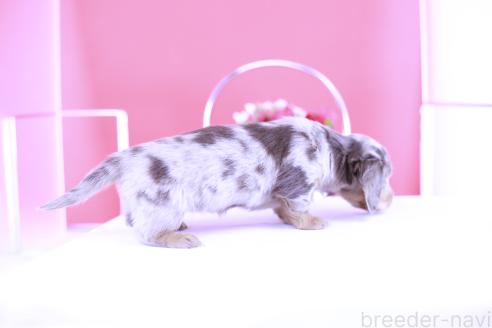 成約済の愛知県のカニンヘンダックスフンド(ロングヘアード)-383590の2枚目