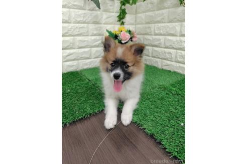 成約済の岡山県のポメチワ:ポメラニアン×チワワ-376921の3枚目