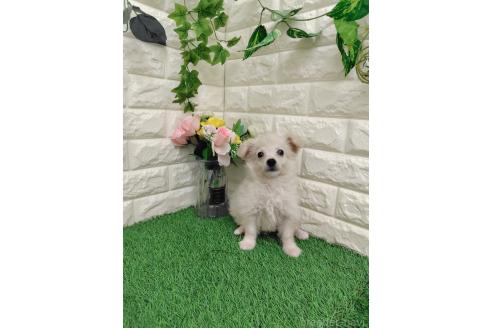 販売中の岡山県のチワプー:チワワ×トイプードル-379579の4枚目