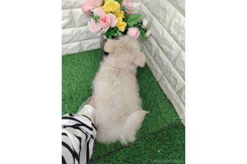 販売中の岡山県のチワプー:チワワ×トイプードル-379579の2枚目