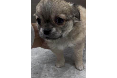 成約済の福岡県のミックス犬-381621の10枚目