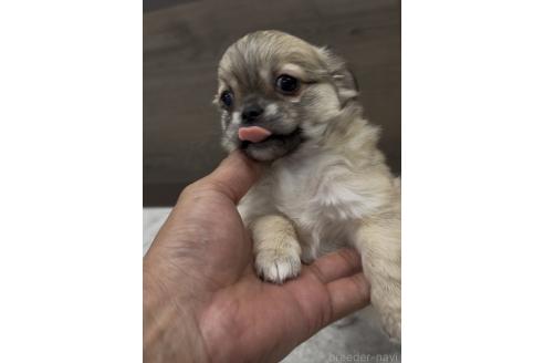 成約済の福岡県のミックス犬-381621の9枚目