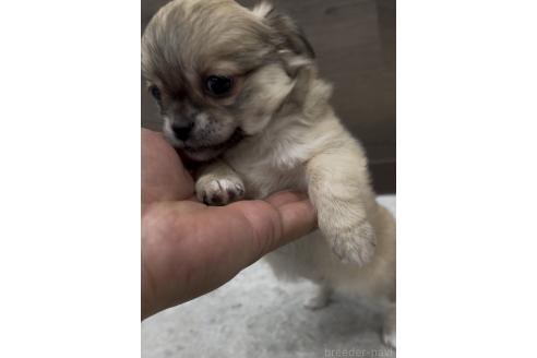 成約済の福岡県のミックス犬-381621の8枚目