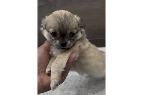 成約済の福岡県のミックス犬-381621の7枚目