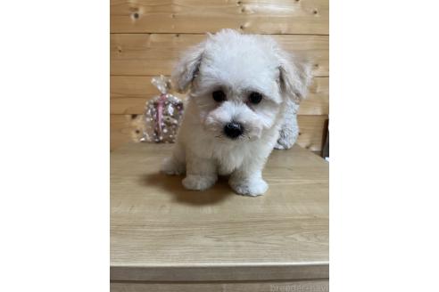 成約済の埼玉県のミックス犬-377074の6枚目
