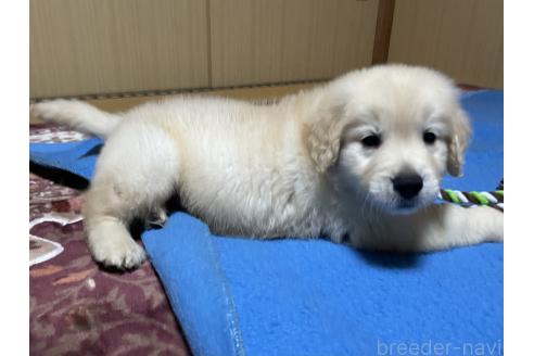 成約済の茨城県のゴールデンレトリーバー-378719の2枚目
